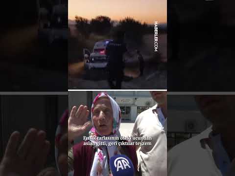Korku dolu anları anlattı: Aslan, eşimin kucağına oturdu